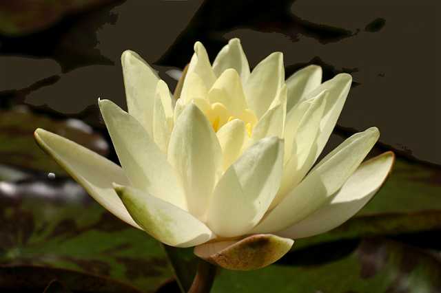 FH_VP_0061(Nymphaea marleacaea yellow).jpg - Nymphaea marleacaea yellow